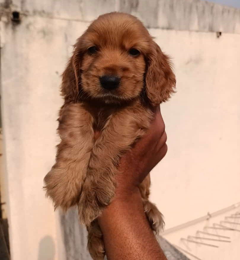 Order Female Cocker Spaniel  Puppy from Bangalore